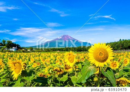 山梨県 山中湖花の都公園から見るヒマワリと富士山 63910470