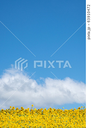 青空とひまわり畑 63910472