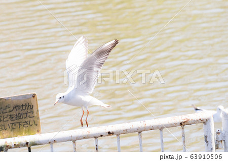休憩広場の柵で羽ばたく白色のカモメ/Flapping Common Gull 休憩広場の柵で羽ばたく白色のカモメ/Flapping Common Gull 63910506
