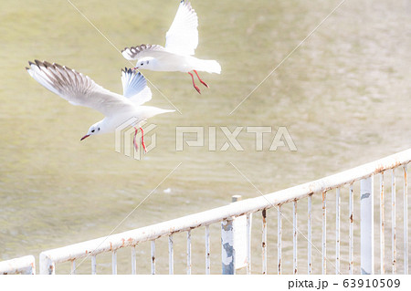 広場の柵から羽ばたく白色のカモメ/Frying Common Gull_2 広場の柵から羽ばたく白色のカモメ/Frying Common Gull_2 63910509