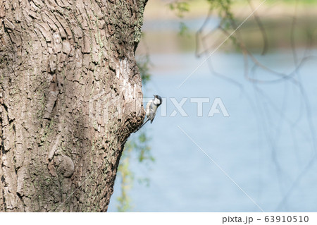 大きな木、そして一羽の小鳥。/A Bird on a Tree. 大きな木、そして一羽の小鳥。/A Bird on a Tree. 63910510