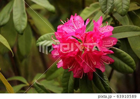 幾つもの花が寄り添って咲くシャクナゲ（4） 63910589