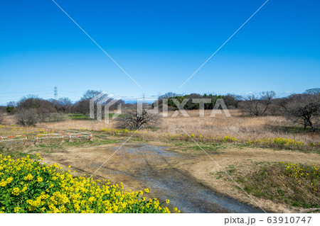 荒川堤　風景　埼玉県吉見町　　 63910747