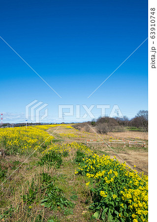 荒川堤　風景　埼玉県吉見町　　 63910748