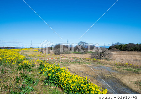 荒川堤　風景　埼玉県吉見町　　 63910749
