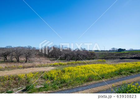 荒川堤 風景 埼玉県吉見町 荒川堤 風景 埼玉県吉見町 63910823