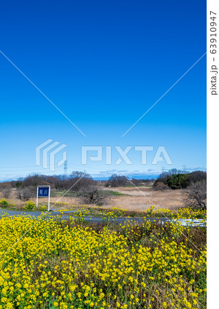 荒川堤　風景　埼玉県吉見町　　 63910947
