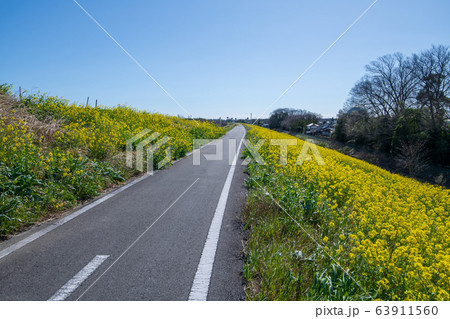 荒川堤　風景　サイクリングロード　埼玉県吉見町　　 63911560
