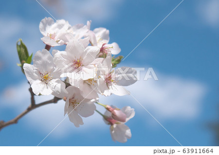 桜と青空 春のイメージ 桜と青空 春のイメージ 63911664