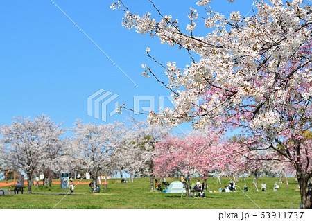 舎人公園のお花見風景の写真素材