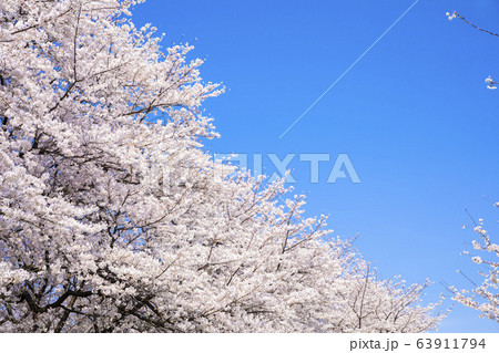 快晴の空を背景に咲く桜 快晴の空を背景に咲く桜 63911794