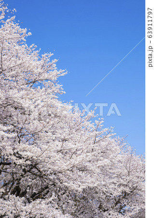 快晴の空を背景に咲く桜 快晴の空を背景に咲く桜 63911797