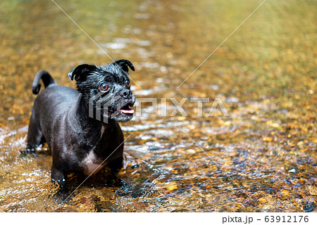 犬の動作　見上げる 63912176