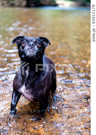 犬の動作　見上げる 63912179