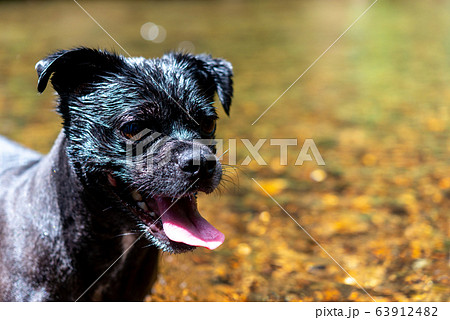 犬の動作、表情 期待 犬の動作、表情 期待 63912482