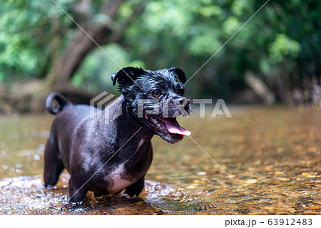 犬の動作、表情　期待 63912483