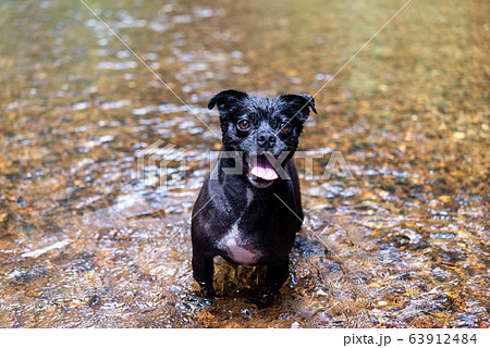 犬の動作、表情 期待 犬の動作、表情 期待 63912484
