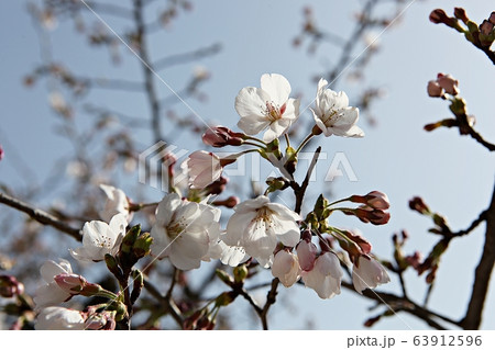 花 花びら 春の花 63912596