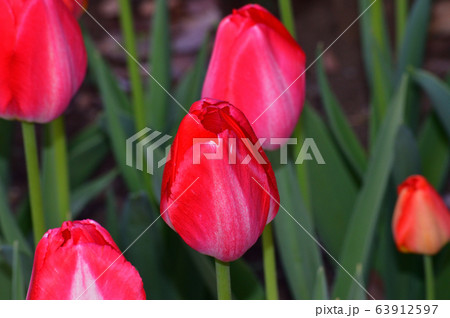 トロピカルデュオと推定されるチューリップの白と赤の花を撮影した写真 63912597