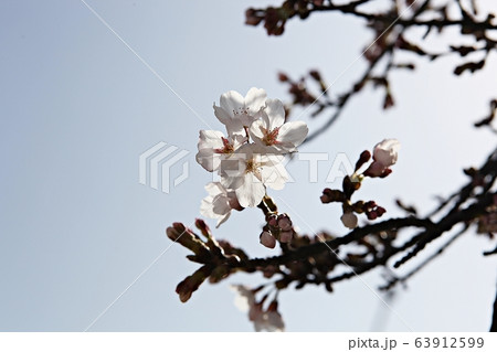 花 花びら 春の花 63912599