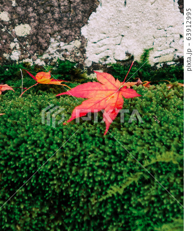 Autumn scenery in Arashiyama, Kyoto, Japan Autumn scenery in Arashiyama, Kyoto, Japan 63912995
