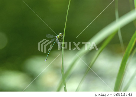 オオアオイトトンボ 63913542