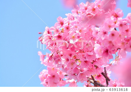 満開の陽光桜 満開の陽光桜 63913618