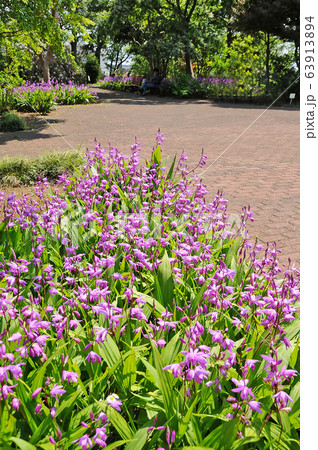 横浜市児童遊園地 横浜市保土ヶ谷区 横浜市児童遊園地 横浜市保土ヶ谷区 63913894