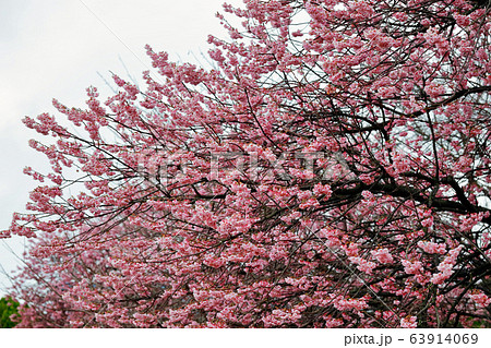 椿寒桜 椿寒桜 63914069