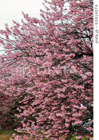 椿寒桜 63914074