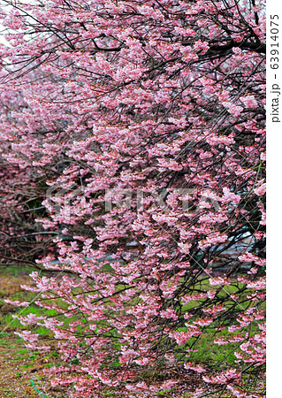 椿寒桜 63914075