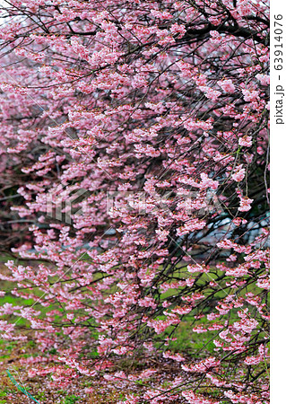 椿寒桜 63914076