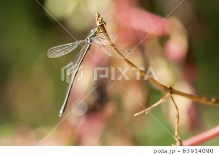 オオアオイトトンボ 63914090