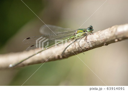 オオアオイトトンボ 63914091