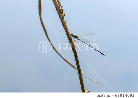 オオアオイトトンボ 63914092