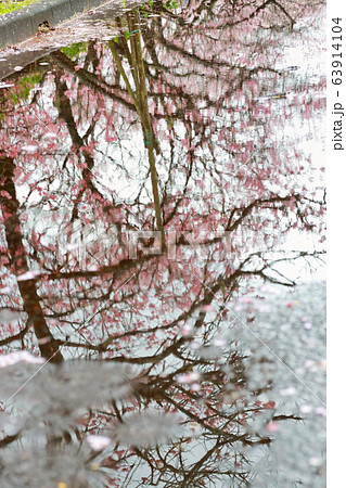 椿寒桜 63914104
