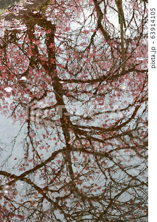椿寒桜 63914105