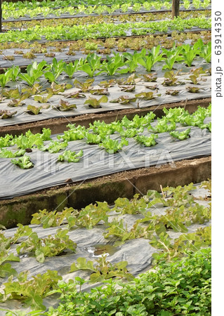 Growing organic vegetable farms  63914350