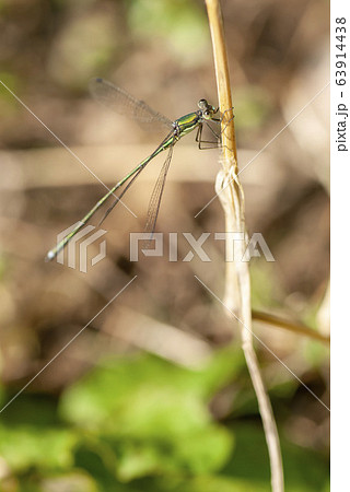 オオアオイトトンボ 63914438