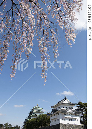 桜と名古屋城 63915106