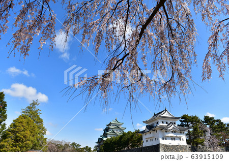桜と名古屋城 桜と名古屋城 63915109