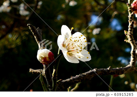 梅 紅梅 敵 63915265