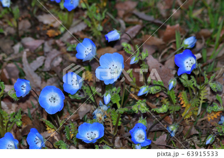 沢山のネモフィラの青い花が咲く草地のネモフィラの花をアップで撮影した写真の写真素材