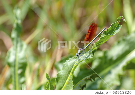 カワトンボ 63915820