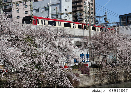 横浜の大岡川の桜と京急1000型　日ノ出町ー黄金町　神奈川県 63915847