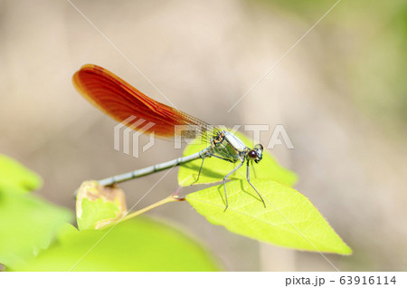 カワトンボ カワトンボ 63916114