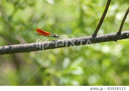 カワトンボ 63916115