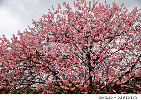 椿寒桜 椿寒桜 63916175