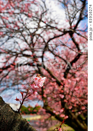 椿寒桜 63916274