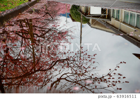 椿寒桜 椿寒桜 63916511